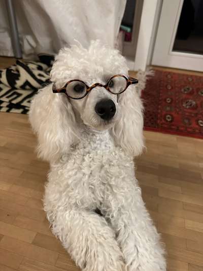 Dogorama Photo Challenge - Festliches Accessoires-Beitrag-Bild