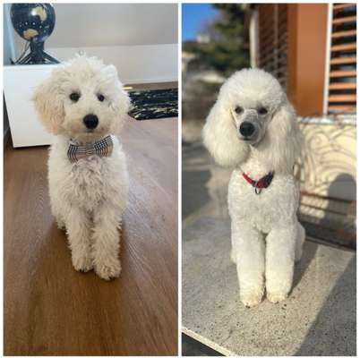 Vom Welpen zum Hund-Beitrag-Bild