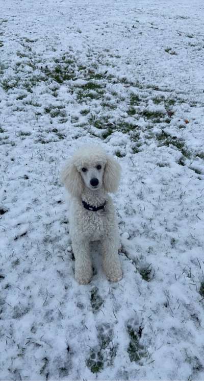 14. Farbenfoto-Challenge "Weiss"-Beitrag-Bild