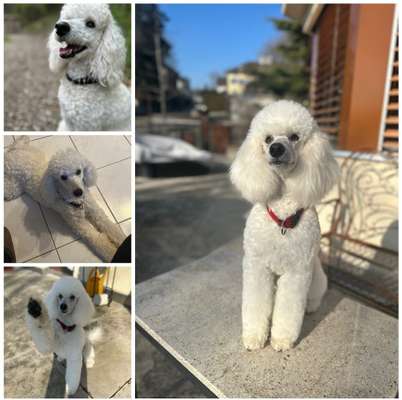 35.Collagen Challenge:„Bettelblick"-Beitrag-Bild