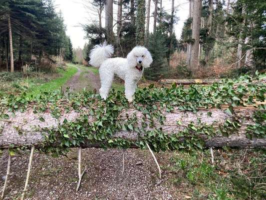 Handy Foto Challenge Nr. 49: Mein Freund der Baum-Beitrag-Bild