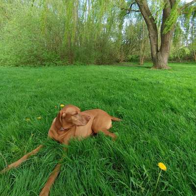 Hundetreffen-Frankfurt Ginnheimer Hang.      Große Hunde Treffen-Bild