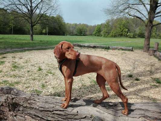 Handy Foto Challenge Nr. 49: Mein Freund der Baum-Beitrag-Bild