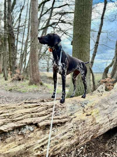 Sind hier Deutsch Kurzhaar/ Jagdhunde?-Beitrag-Bild
