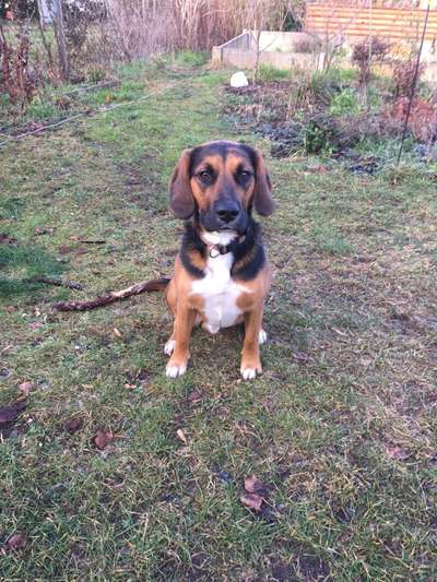 Wurfgeschwister und Geschwister Beagle-Labrador aus Leipzig-Abtnaundorf gesucht-Beitrag-Bild