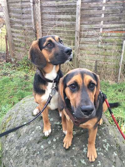 Wurfgeschwister und Geschwister Beagle-Labrador aus Leipzig-Abtnaundorf gesucht-Beitrag-Bild