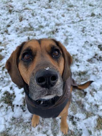 Beagle mischlinge!!-Beitrag-Bild