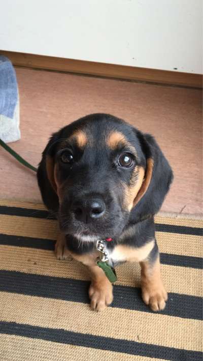 Wurfgeschwister und Geschwister Beagle-Labrador aus Leipzig-Abtnaundorf gesucht-Beitrag-Bild