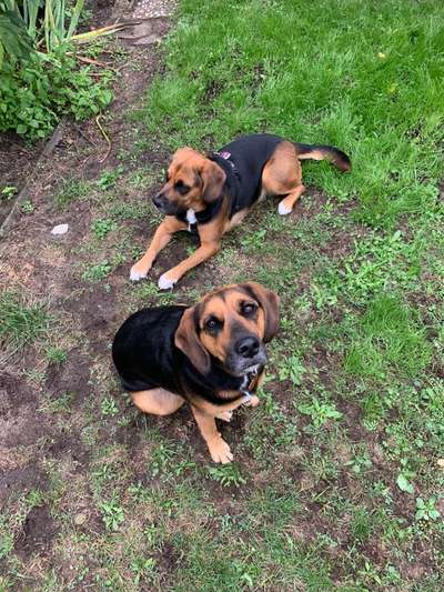 Wurfgeschwister und Geschwister Beagle-Labrador aus Leipzig-Abtnaundorf gesucht-Beitrag-Bild