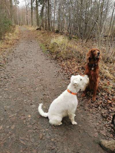 Hundeauslaufgebiet-Gördensee-Bild