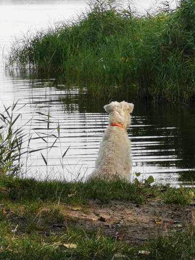 Hundeauslaufgebiet-Spargelfelder Brielow-Bild