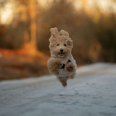 Maltipoo Freunde-Beitrag-Bild