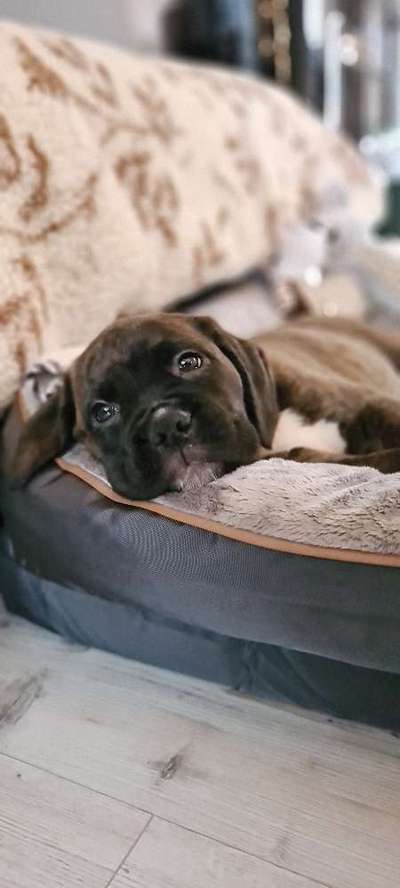 Welpen Bilder !-Beitrag-Bild