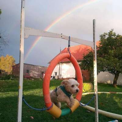 Die Dogorama Monats Challenge "Es grünt und blüht"-Beitrag-Bild