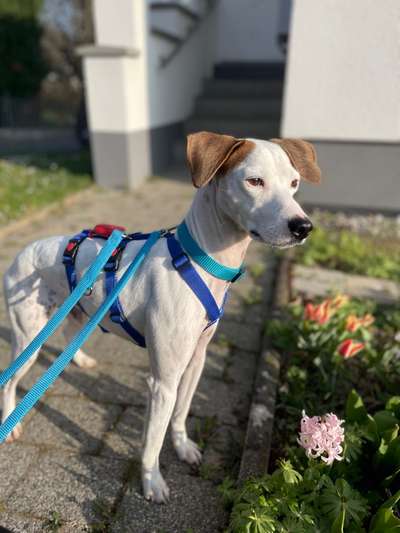 Hund aus dem Spanischen Tierschutz-Beitrag-Bild