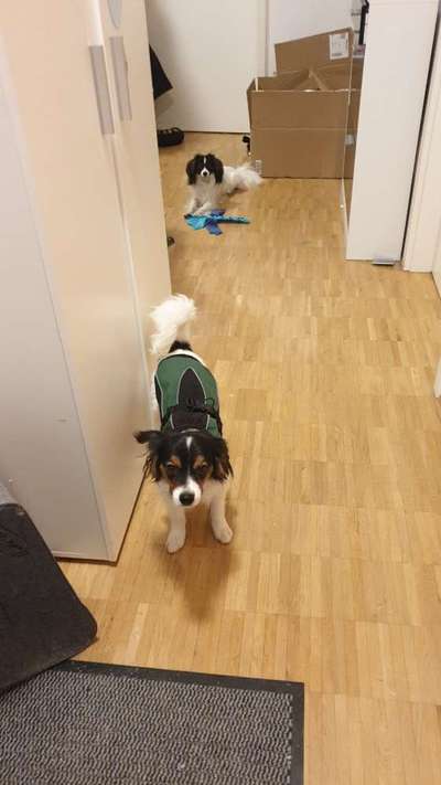 Schattenseiten der Hundehaltung-Beitrag-Bild