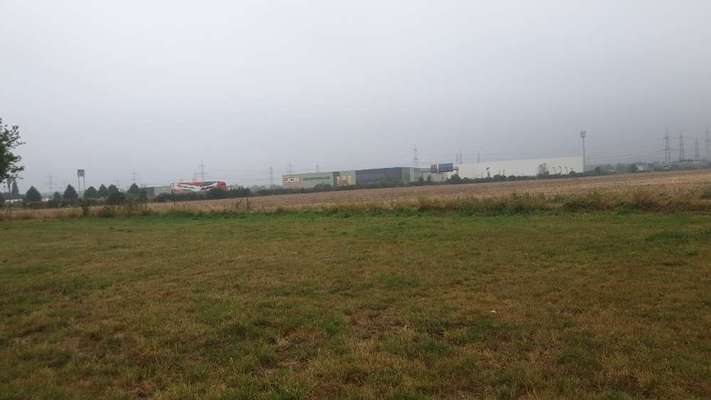 Freilauffläche bzw. freilaufende Hunde - Anarchie oder Erziehung?-Beitrag-Bild