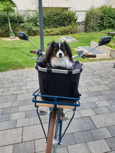 Radfahren mit Hund-Beitrag-Bild