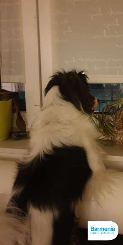 Wo sind die Papillon Besitzer?-Beitrag-Bild