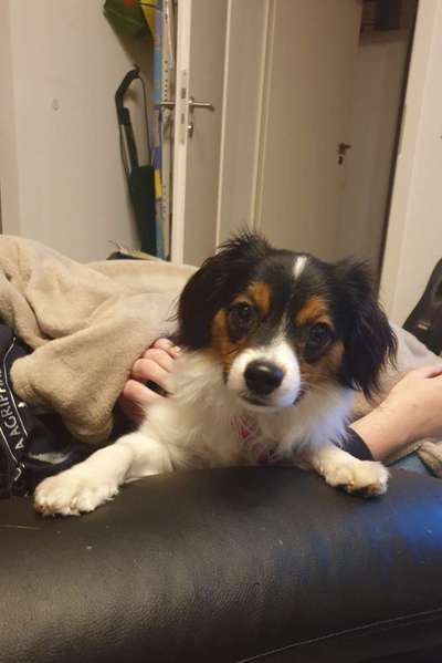 Wo sind die Papillon Besitzer?-Beitrag-Bild