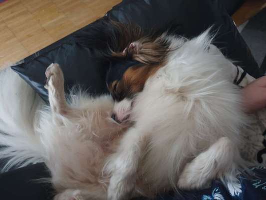 Viele neue Hunde und keifende Hundebesitzer-Beitrag-Bild