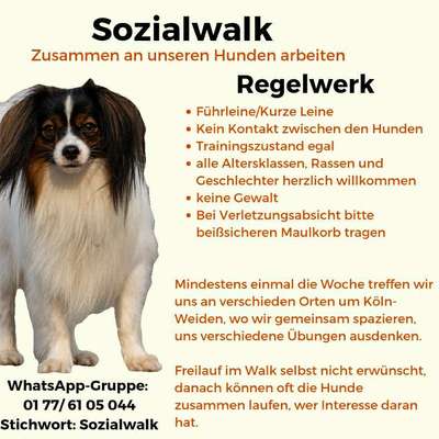 Hundetreffen-Dog Walk (Sozial Walk)-Bild