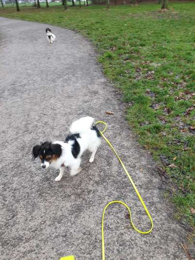 Welpen frei laufen lassen-Beitrag-Bild