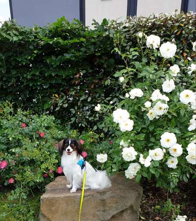 Die Dogorama Monats Challenge "Es grünt und blüht"-Beitrag-Bild