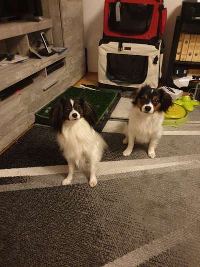 Wo sind die Papillon Besitzer?-Beitrag-Bild