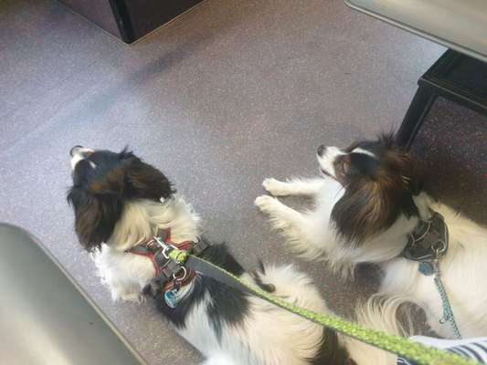 Wo sind die Papillon Besitzer?-Beitrag-Bild