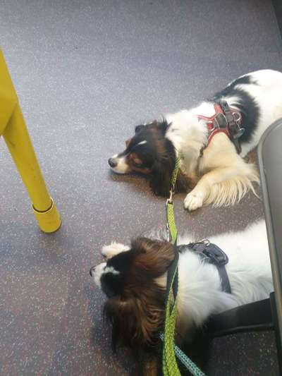 Wo sind die Papillon Besitzer?-Beitrag-Bild