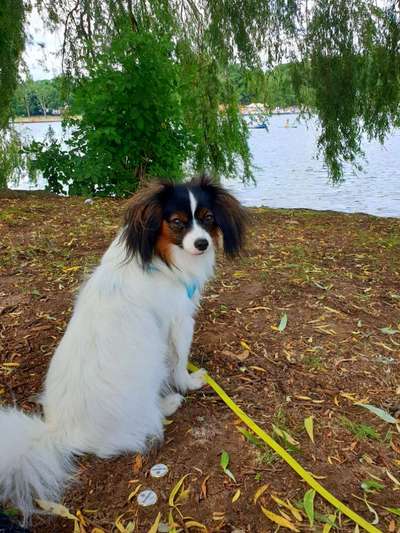 Die Dogorama Kalender Challenge Teil 2/4-Beitrag-Bild