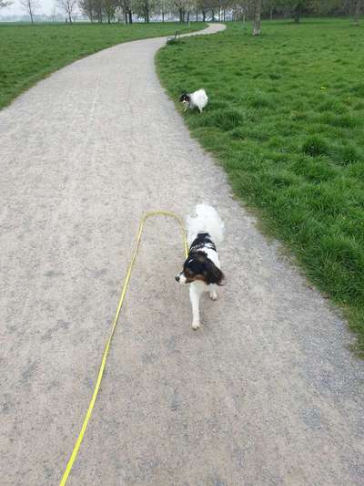 Zeigt her eure Junghunde :)-Beitrag-Bild