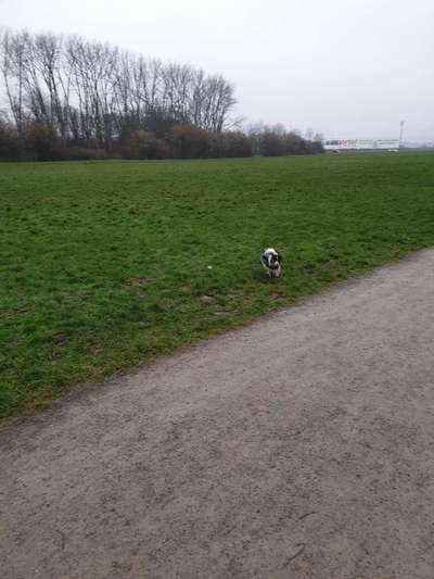 Viele neue Hunde und keifende Hundebesitzer-Beitrag-Bild