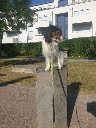 Wo sind die Papillon Besitzer?-Beitrag-Bild