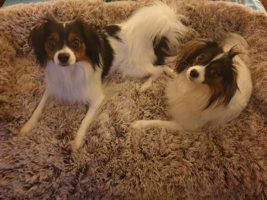 Wo sind die Papillon Besitzer?-Beitrag-Bild