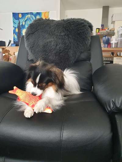 Seltene Rassen!-Beitrag-Bild