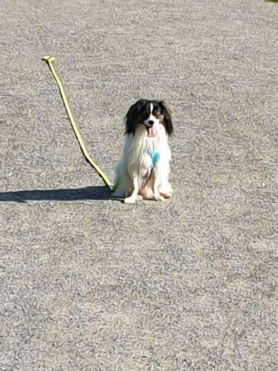 Schleppleine-Beitrag-Bild