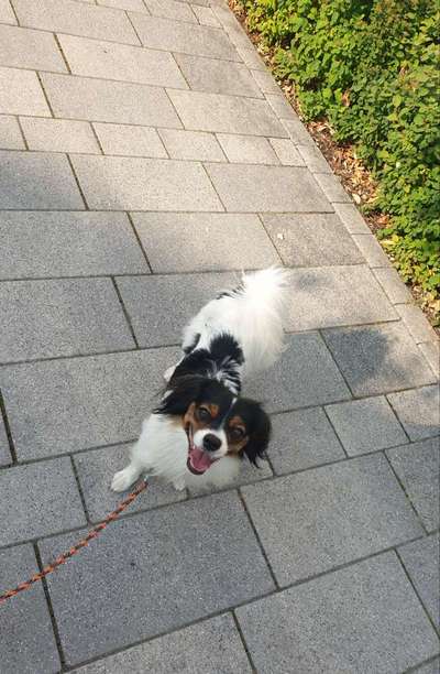 Tongue Out Tuesday-Beitrag-Bild