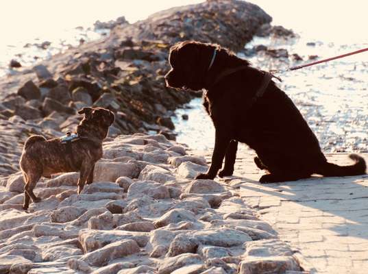 Dogorama-Monats-Challenge-Mai "Wasser"-Beitrag-Bild