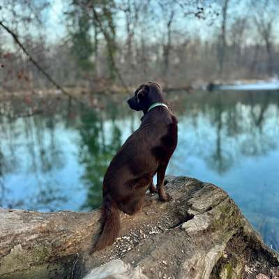 Hundetreffen-Gassirunden am Wochenende-Bild
