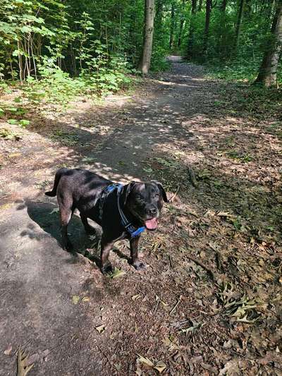 Hundetreffen-Gemeinsame Spaziergänge-Bild