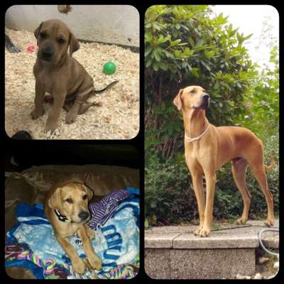 Welpen Bilder !-Beitrag-Bild