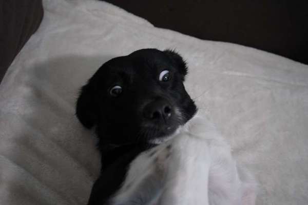 Zeige den lustigsten Blick deines Hundes-Beitrag-Bild