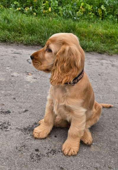 Hundetreffen-Welpentreffen in Mauritz-Bild