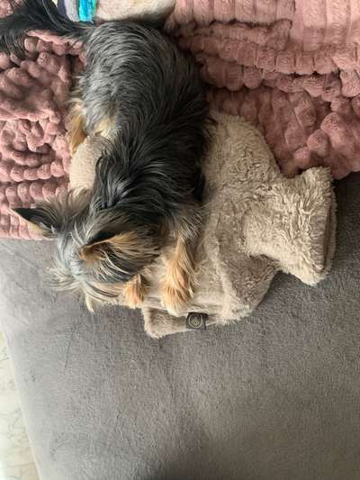 yorkshire Terrier austausch-Beitrag-Bild