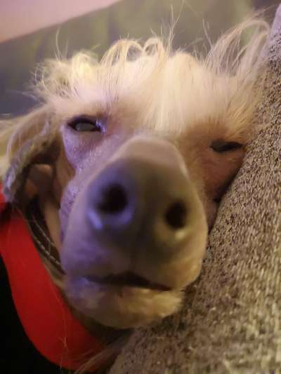 Zeigt mir die tollste Nahaufnahme von eurer Fellnase-Beitrag-Bild