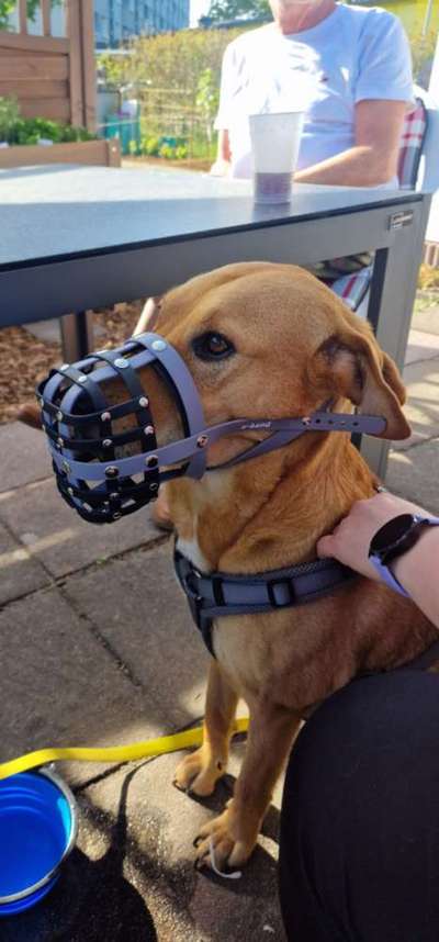 Allesfresser...-Beitrag-Bild