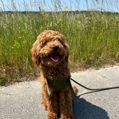 Hundetreffen-Gassirunde / Spielkamerad gesucht :)-Bild