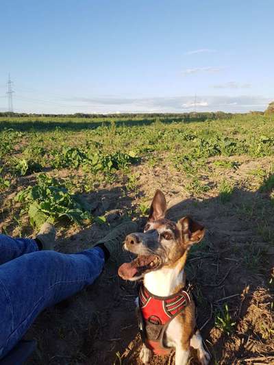 Hunde mit Behinderung-Beitrag-Bild